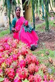 Retired Teacher Kerala Woman Grows Dragon Fruits Without Soil 9