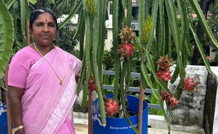 Retired Teacher Kerala Woman Grows Dragon Fruits Without Soil
