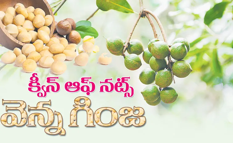  sagubadi macadamia nuts health benefits nutrition facts details  1