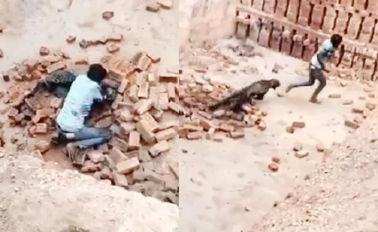 Man Fights Off Leopard With Bare Hands In Uttar Pradesh, Video Goes Viral2