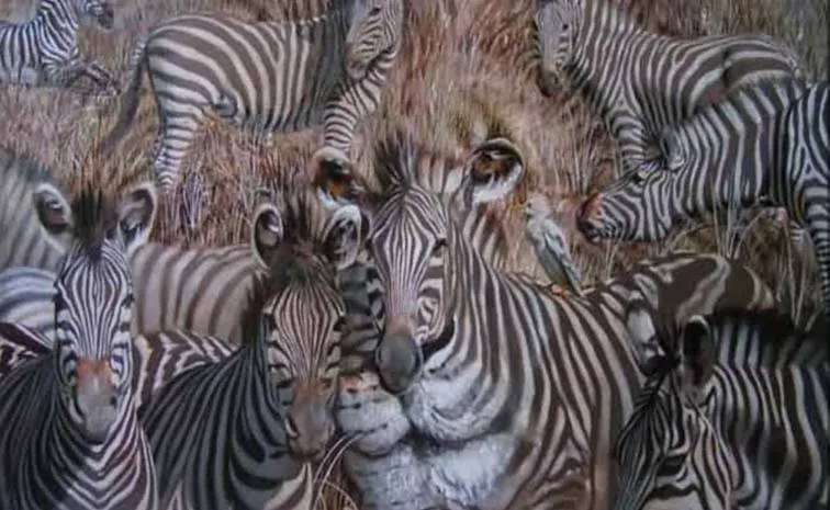 Optical illusion test: Lion or zebra? The animal you spot first reveals4