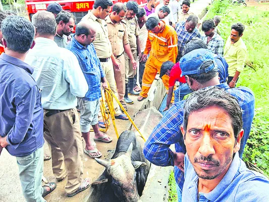 డ్రైన్లో ఆవు మూగ వేదన