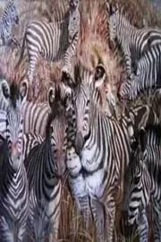 Optical illusion test: Lion or zebra? The animal you spot first reveals12