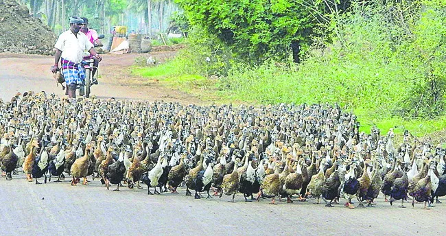 ● బుడిబుడి నడక్లు