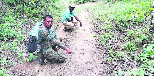 పెద్దపులి కదలికలు