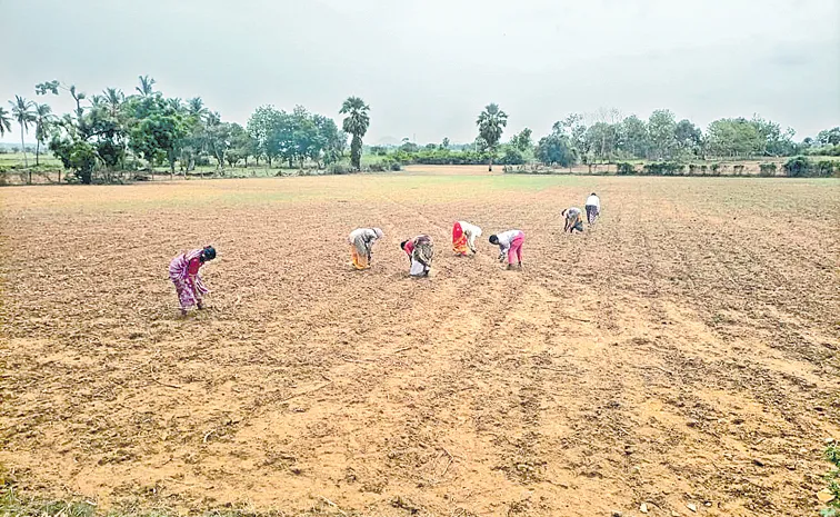 Farmers Worry With Rains in Telangana