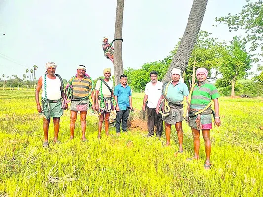 తాటి వనం.. ఉపాధి ఘనం