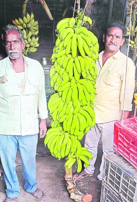 ఆరుటి గెల!