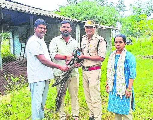 గాయపడ్డ నెమలికి చికిత్స