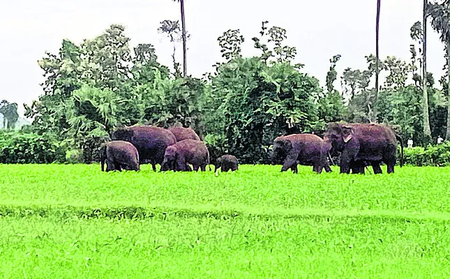 నీలయ్