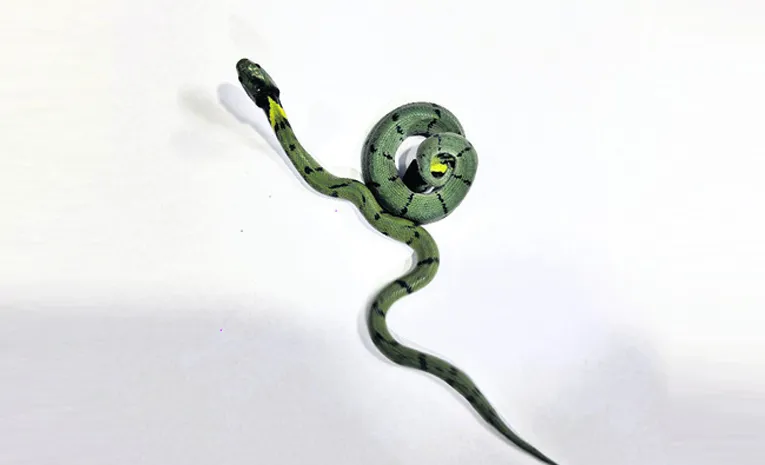rare snake in mahabubnagar