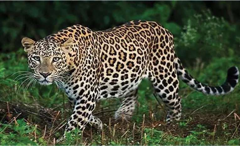 Cheetah Hulchul In Kurnool