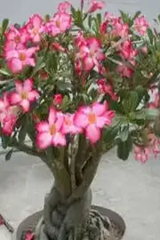 Kerala Woman Who Turned Her Terrace Into a Garden of 600 Types of Roses & Adeniums7