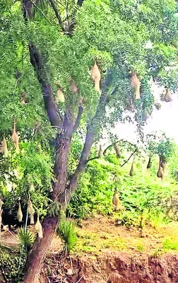 కొమ్మకొమ్మకో గూడు..!