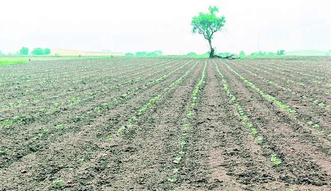 సంప్రదాయానికే మొగ్గు..