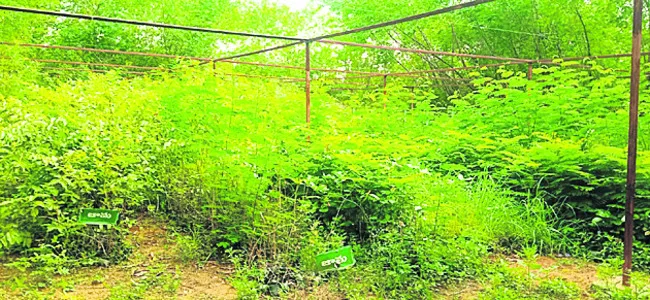 ‘వన’లక్ష్యం నెరవేరేనా!