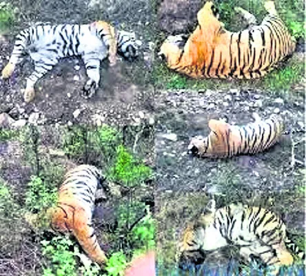 గోవధ.