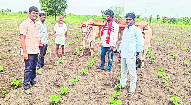జూలై 15 వరకు విత్తుకోవచ్చు
