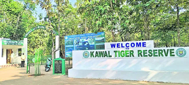 కవ్వాల్కు కొత్త పులులు!