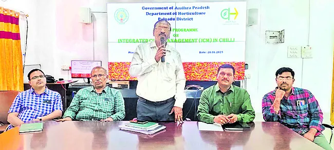 మేలు రకం విత్తనాలతో మిరపసాగు