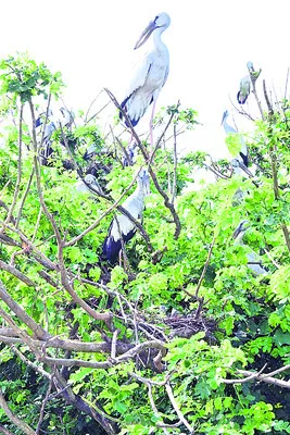మత్స్