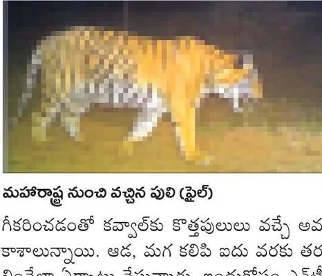 కవ్వాల్కు కొత్త పులులు!
