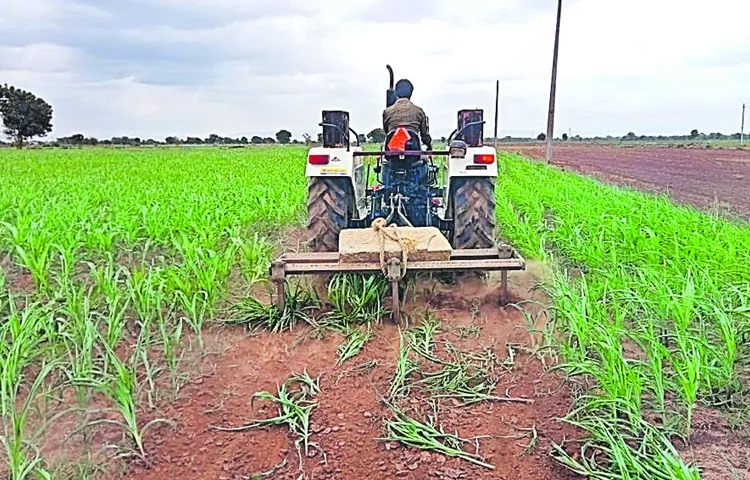Farmers are plowing corn fields despite the lack of rain