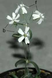 Ancient plants back to life after 30000 frozen years7