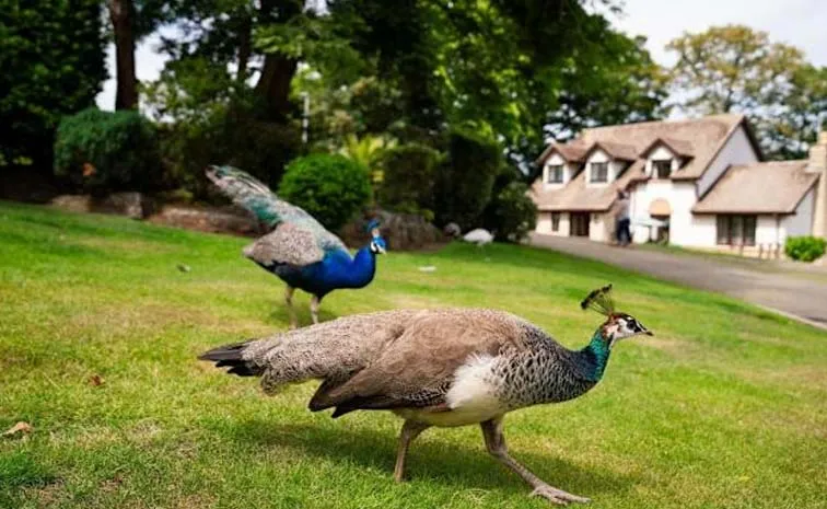 Peacocks in Cornwall village England Are serious problem