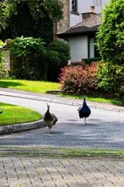 Peacocks in Cornwall village England Are serious problem8