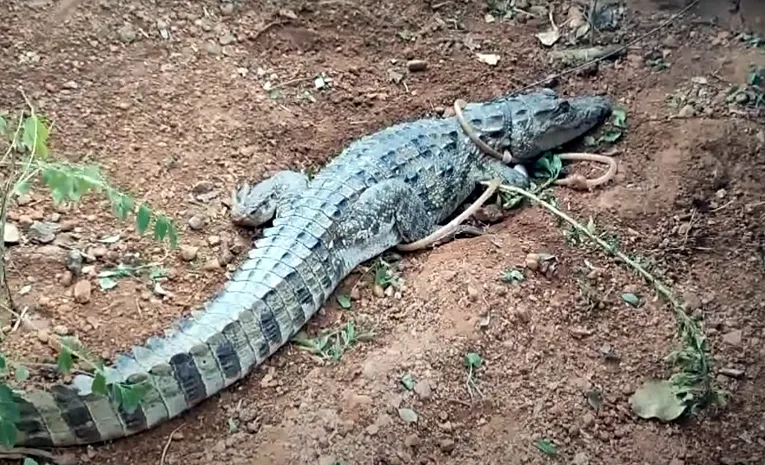 గద్వాల: ఇళ్ల మధ్యలోకి మొసలి.. వణికిపోయిన జనం