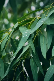 Sagubadi Tired of termites? check this best solution 9