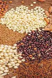 Sagubadi How to sow small grains for better results6