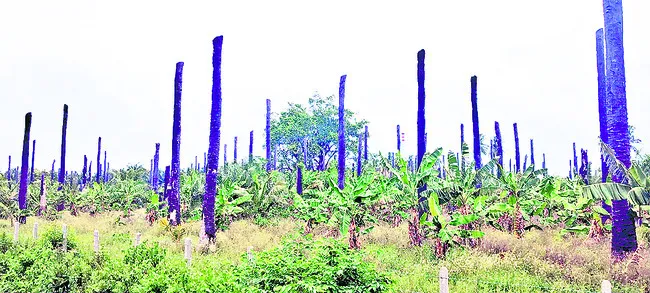 ● మోడు కాదు తోడు!
