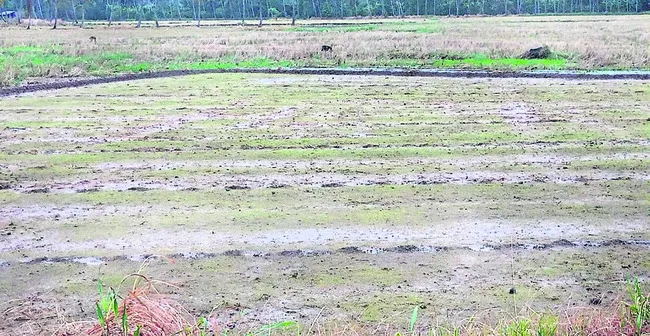 సాగు.