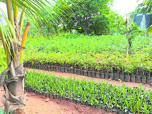 వన మహోత్సవానికి సన్నద్ధం