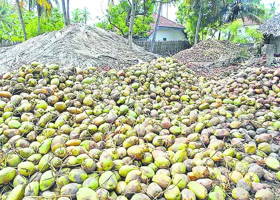 కొబ్బరి ధరహాసం
