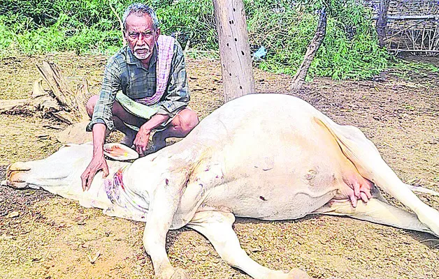 ఆవుల మందపై పెద్ద పులి దాడి