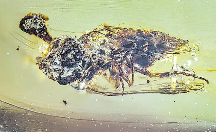 Zombie Fungi Controls Human Brain