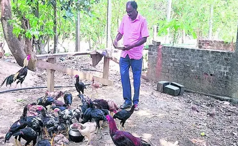 Chicken Breed peddorisi for cock fighting