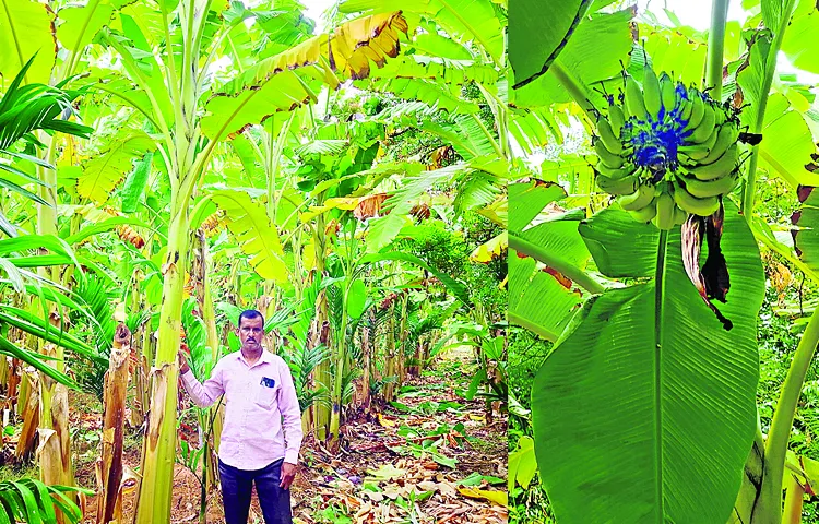 Living in Bangalore and farming in his hometown