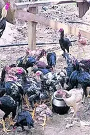 Chicken Breed peddorisi for cock fighting9