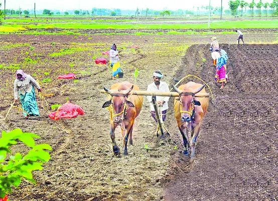 సాగుక