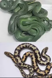 Customs Seize 16 Snakes from Passenger Returning from Thailand7