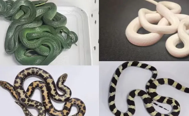 Customs Seize 16 Snakes from Passenger Returning from Thailand