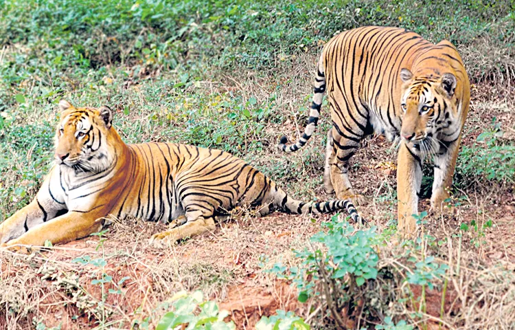 Human movement banned in Nallamala