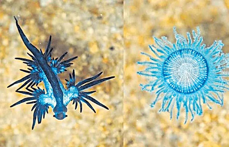 Jellyfish appear on the east coast3