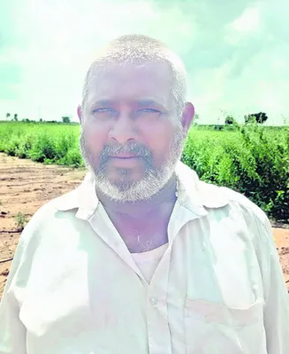 వరికి