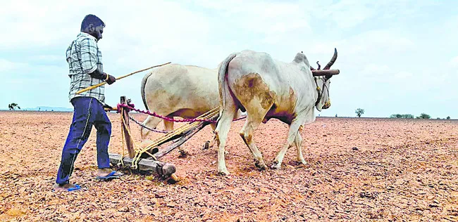 పత్తి.. ఆసక్తి 