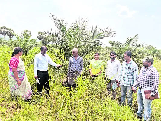 ఆయిల్‌పామ్‌ సాగుతో అధిక లాభాలు